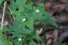 Image of Zehneria cunninghamii F. Müll.