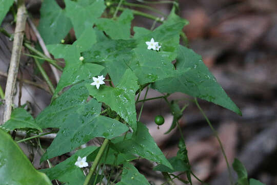 Image of Zehneria cunninghamii F. Müll.