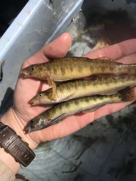 Image of Texas logperch