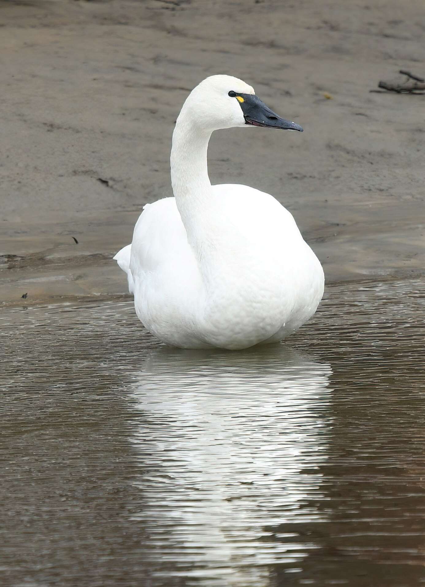 Image de Cygnus columbianus columbianus (Ord 1815)