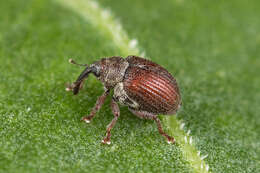 Coeliodes rubicundus (Paykull & G.) resmi