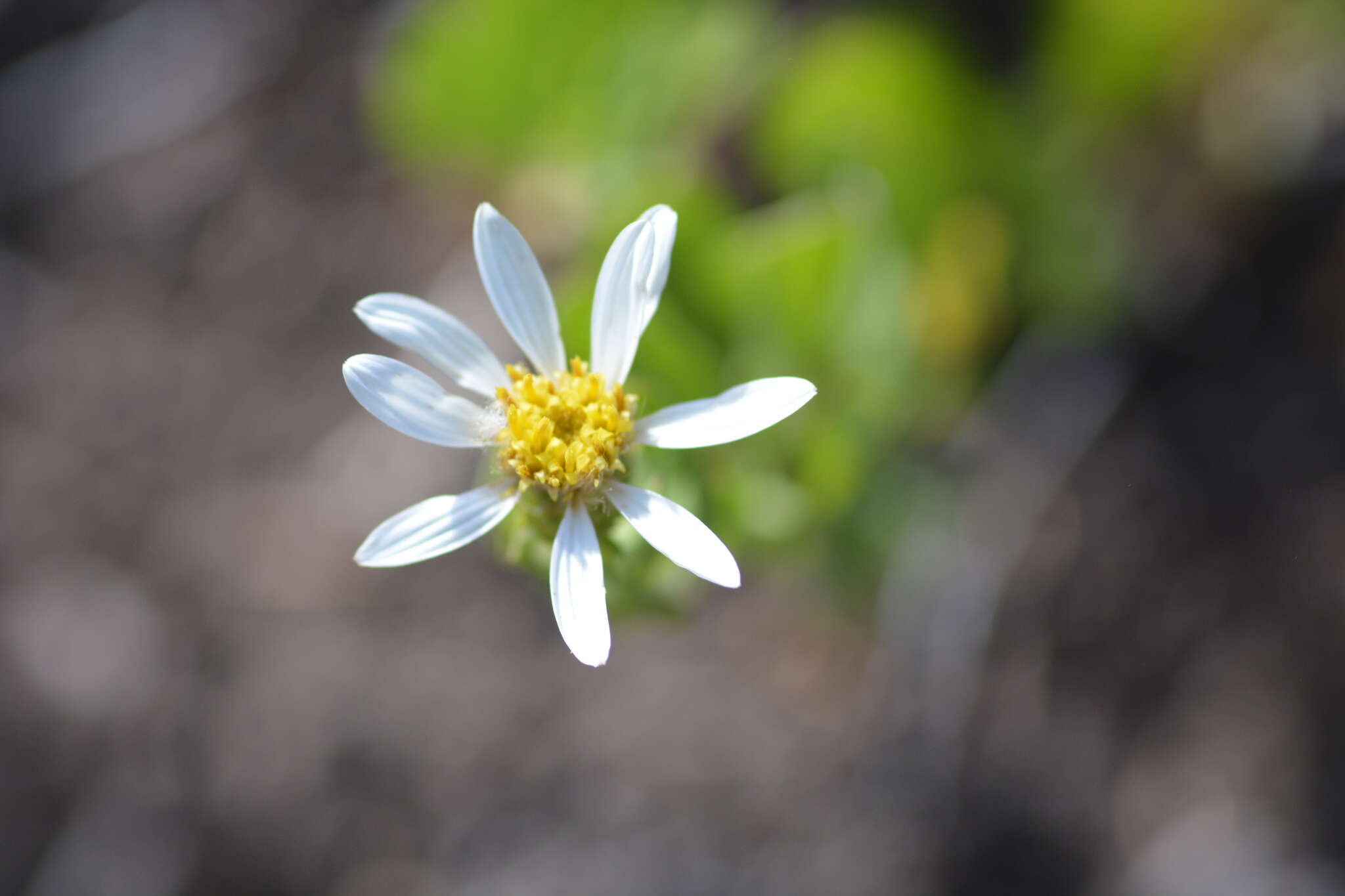 Слика од Eucephalus gormanii Piper