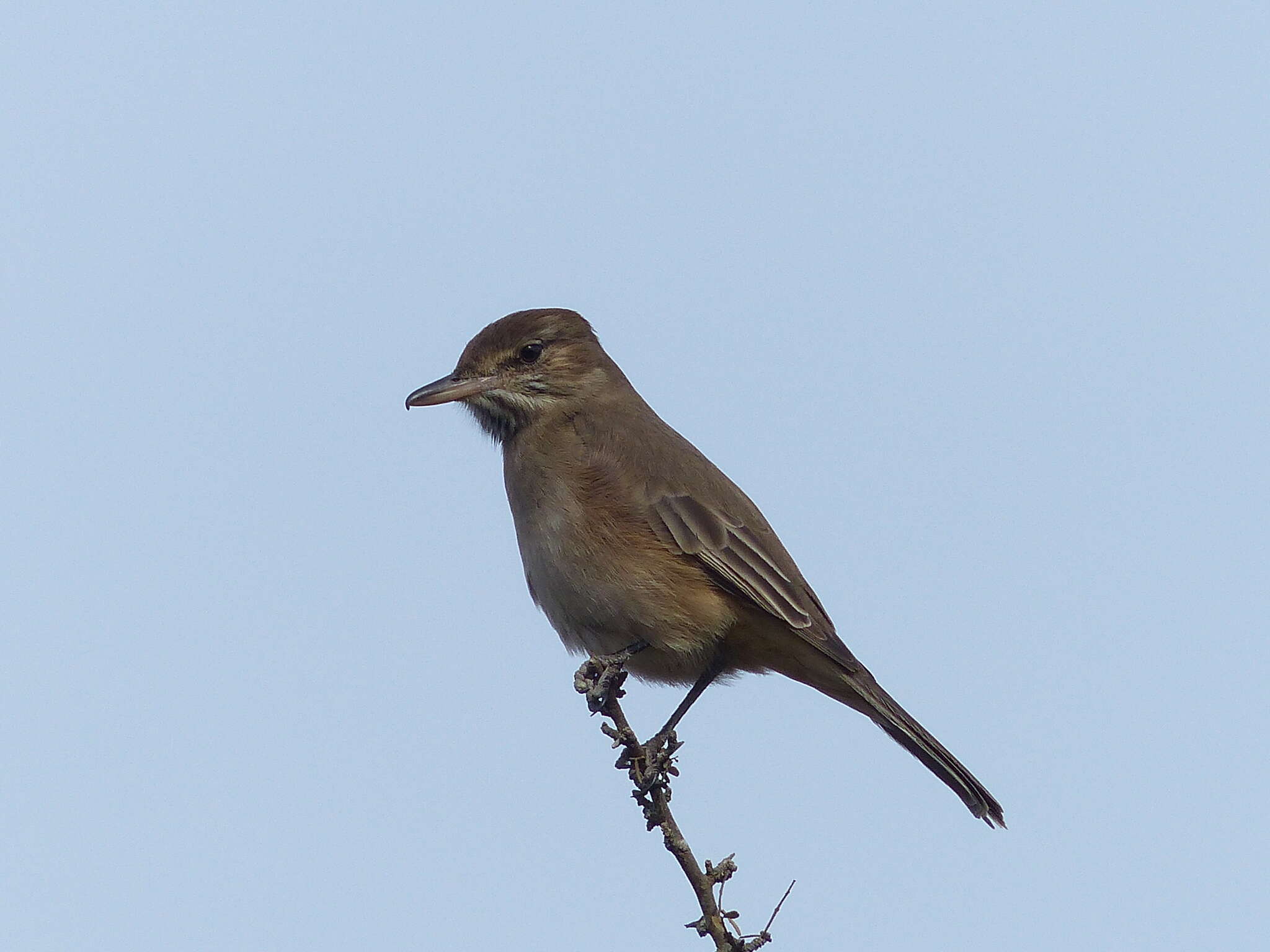 Image of Gray-bellied Shrike-Tyrant