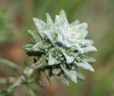 Image of Felted everlasting