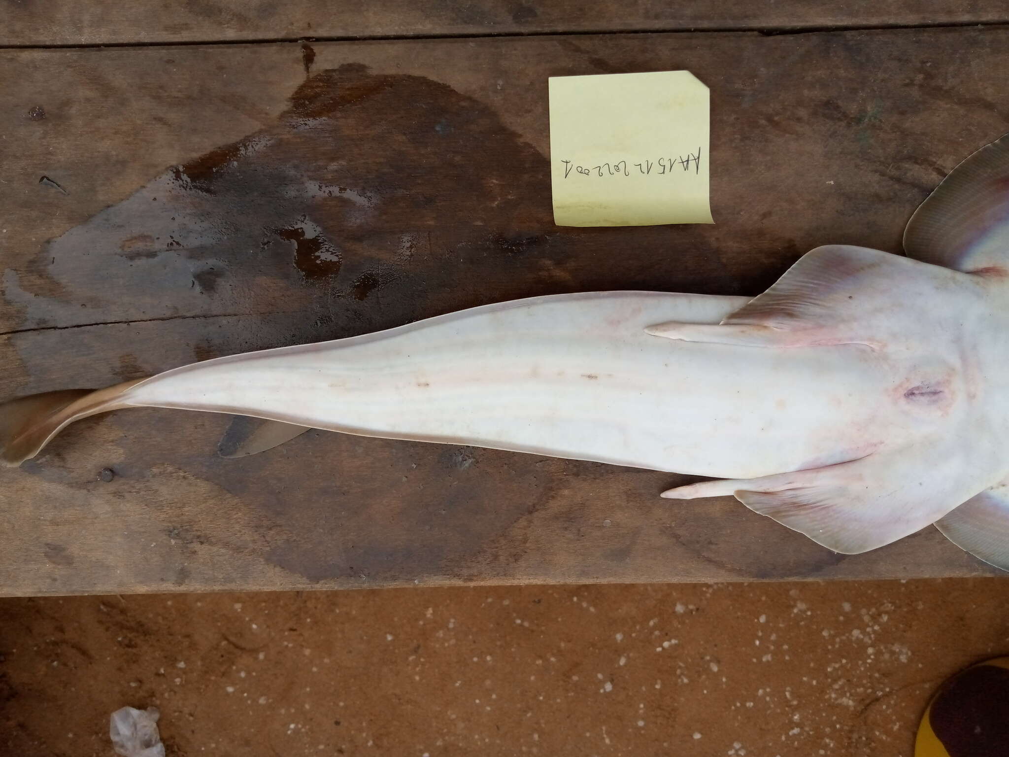 Image of Spineback guitarfish