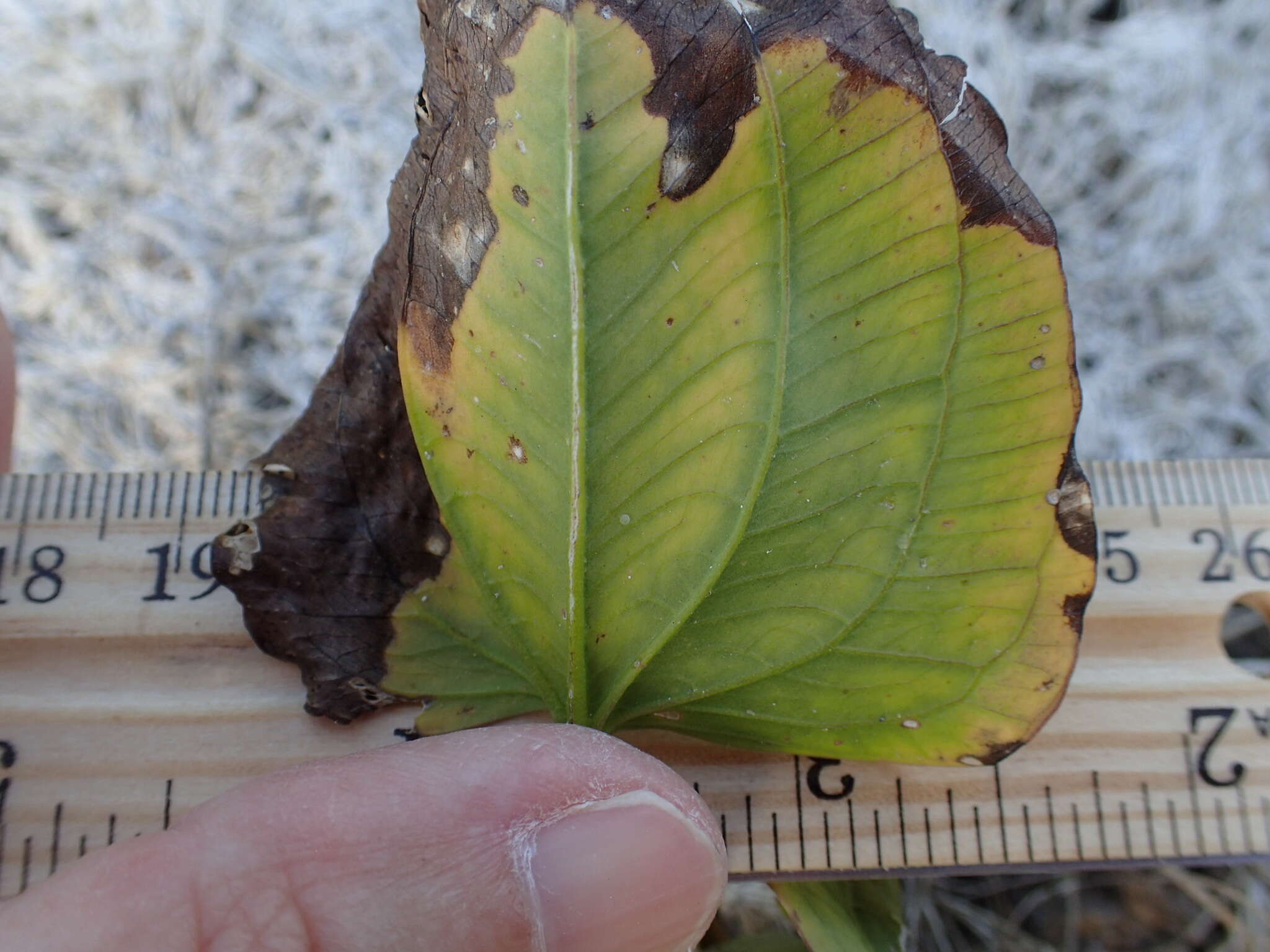 Imagem de Echinodorus berteroi (Spreng.) Fassett