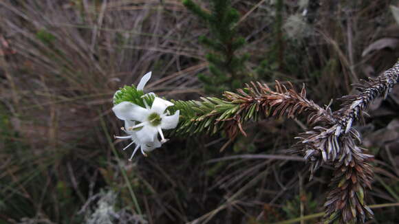 Aragoa abietina Kunth的圖片