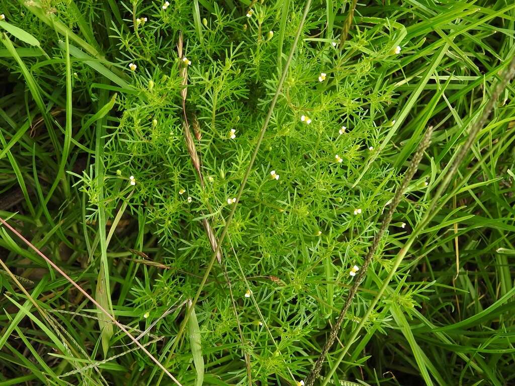 Tagetes filifolia Lag. resmi