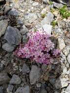 Image of Androsace alpina (L.) Lam.