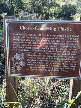 Image of Chorro Creek bog thistle