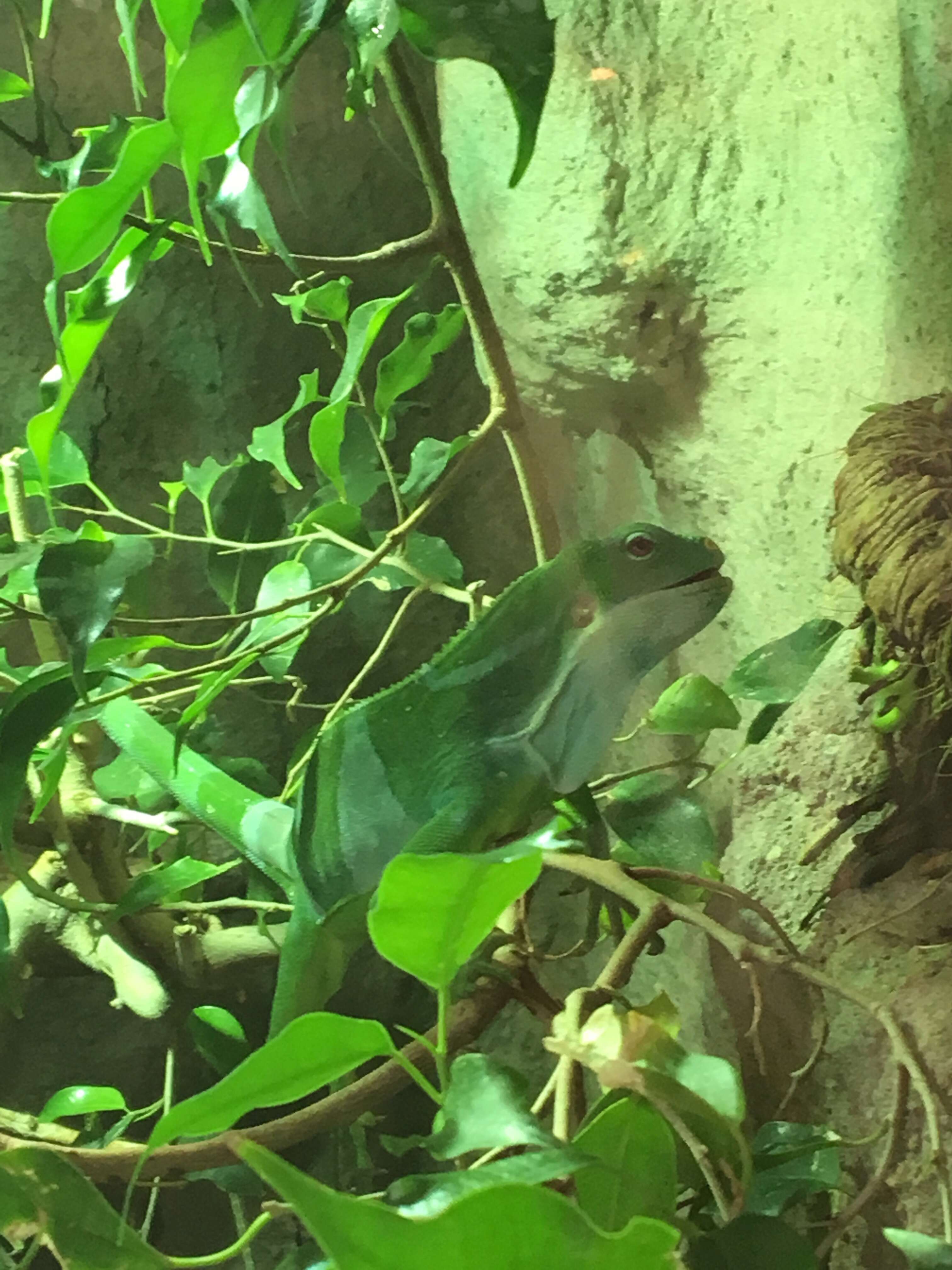 Image of Fiji iguanas