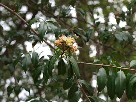 Image of Lafoensia acuminata (Ruiz & Pav.) DC.