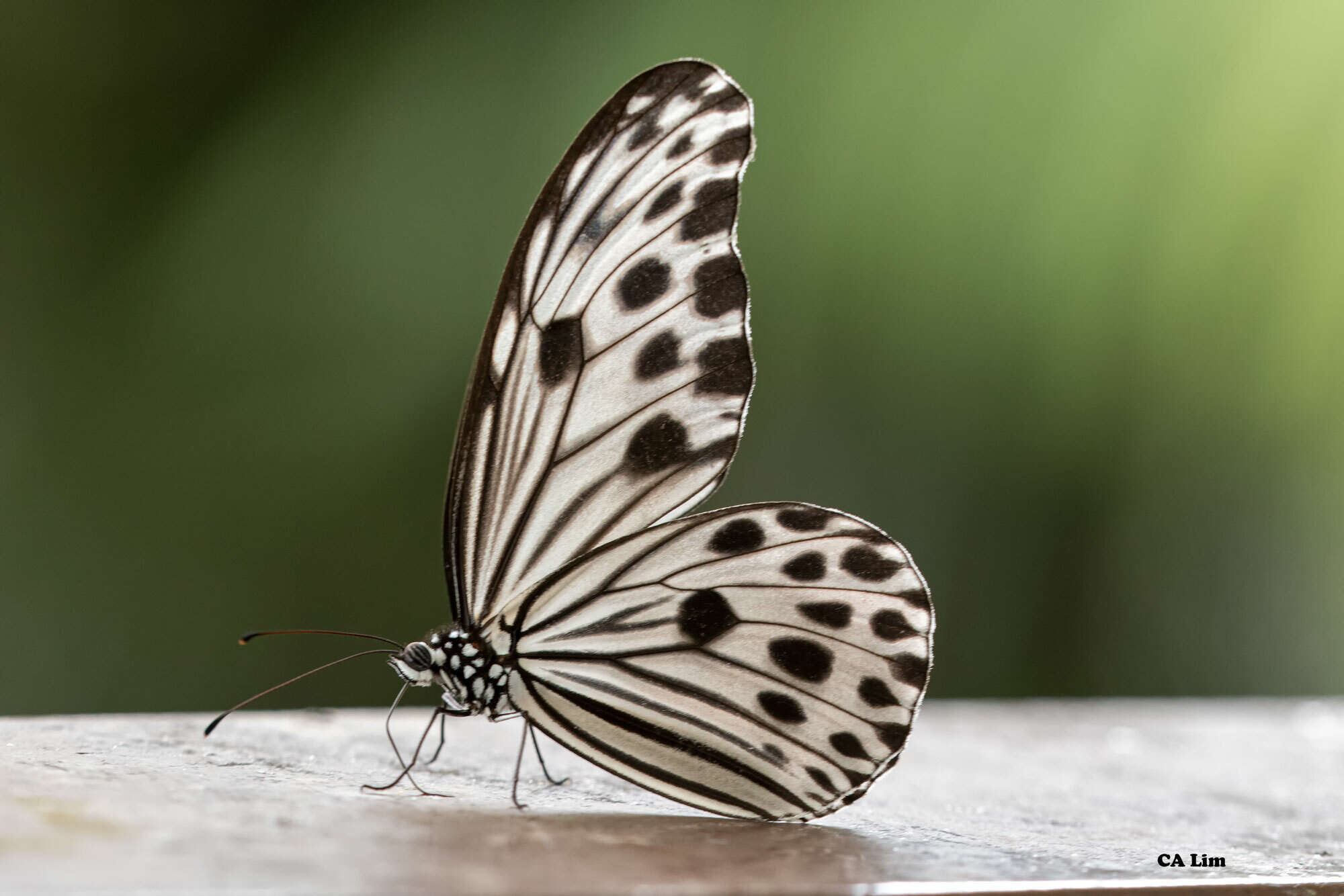 Image of Ideopsis gaura perakana Fruhstorfer 1898