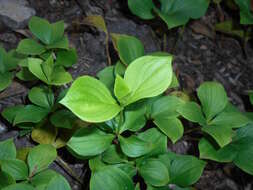 Image of bunchberry dogwood