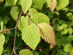 Image of Buttercup winter-hazel