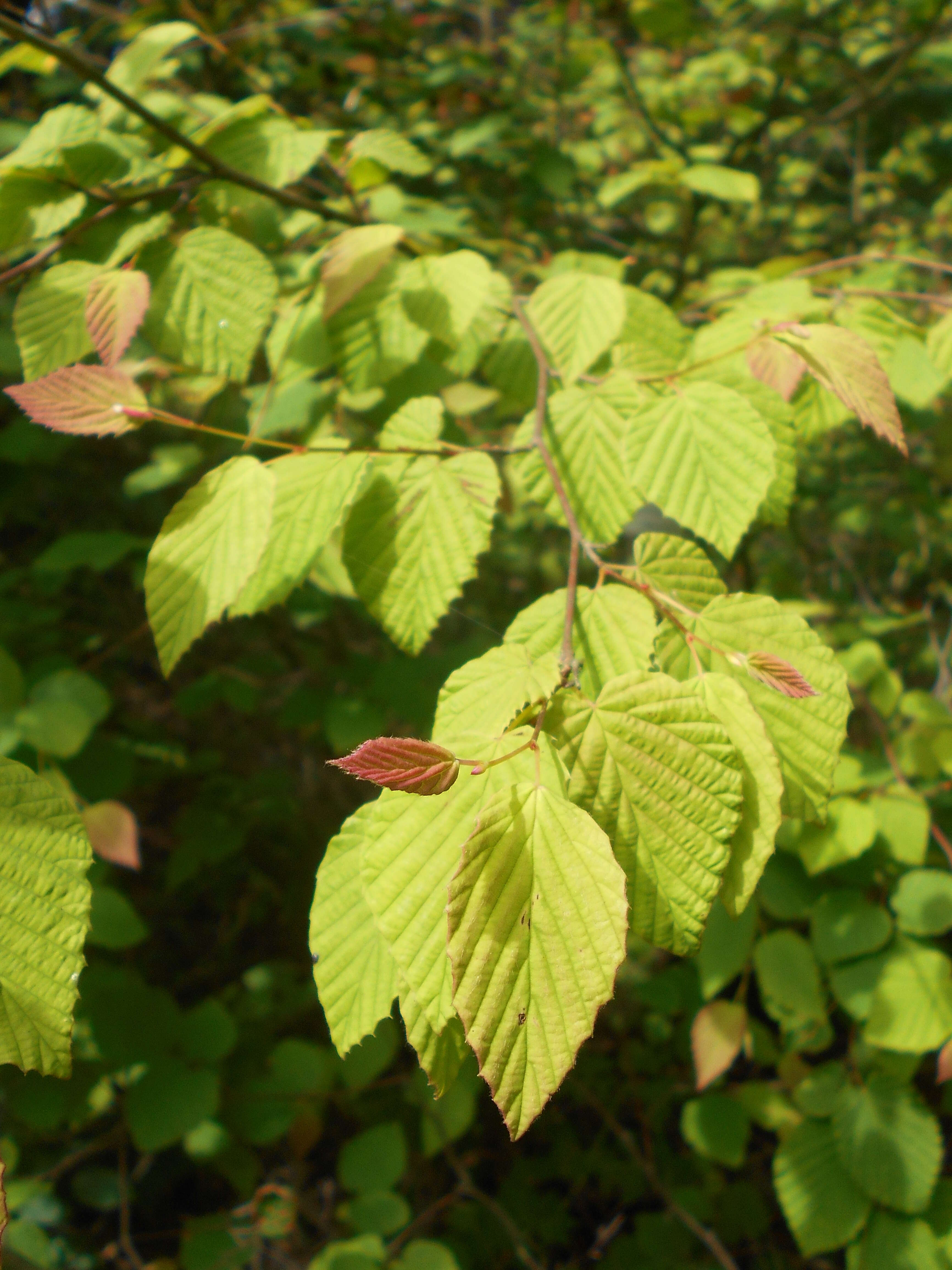 Image of Buttercup winter-hazel