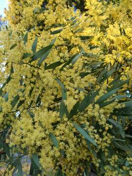 Imagem de Acacia prominens A. Cunn. ex G. Don