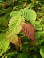 Image of Buttercup winter-hazel