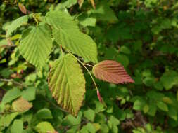 Image of Buttercup winter-hazel