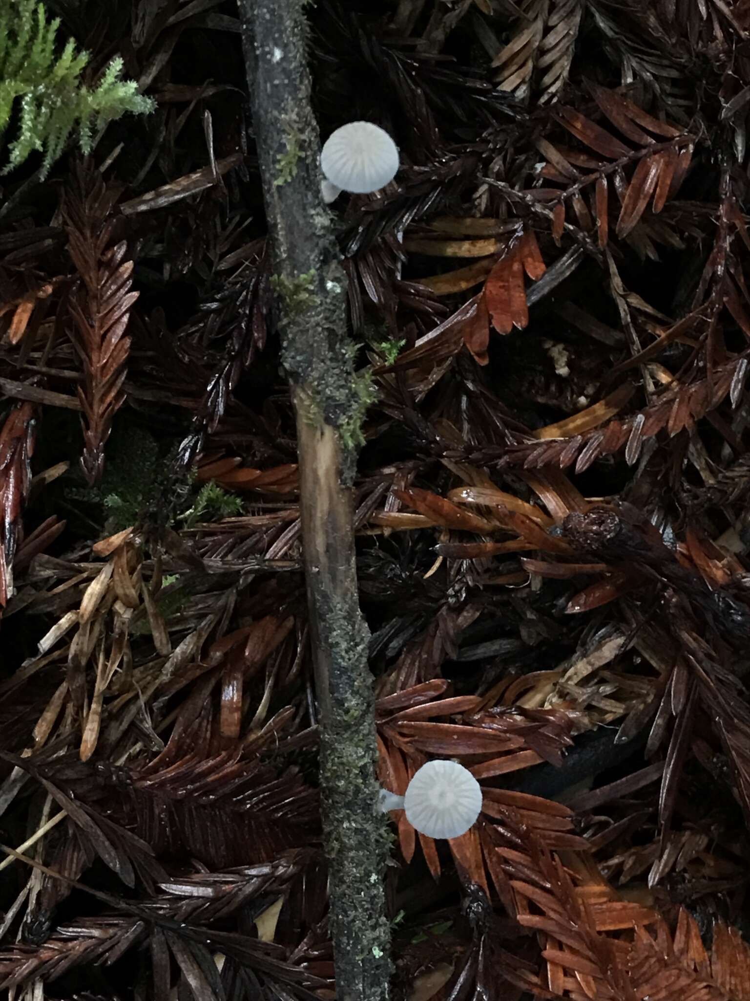 Image of Mycena abramsii (Murrill) Murrill 1916