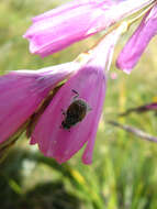 Image of Dierama dracomontanum Hilliard