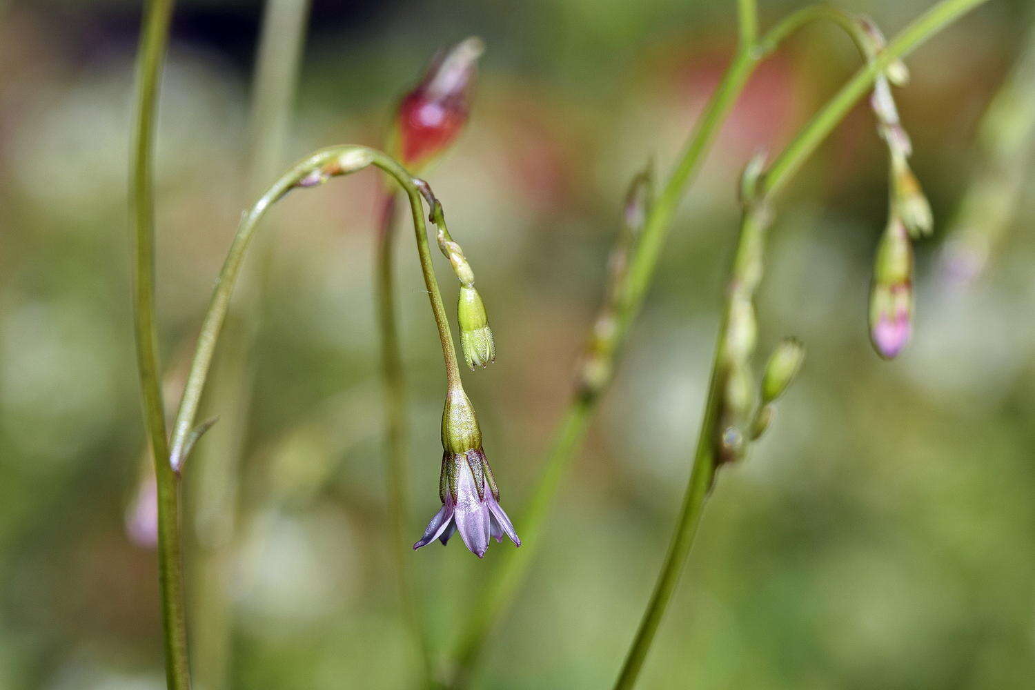 صورة Wahlenbergia cernua (Thunb.) A. DC.