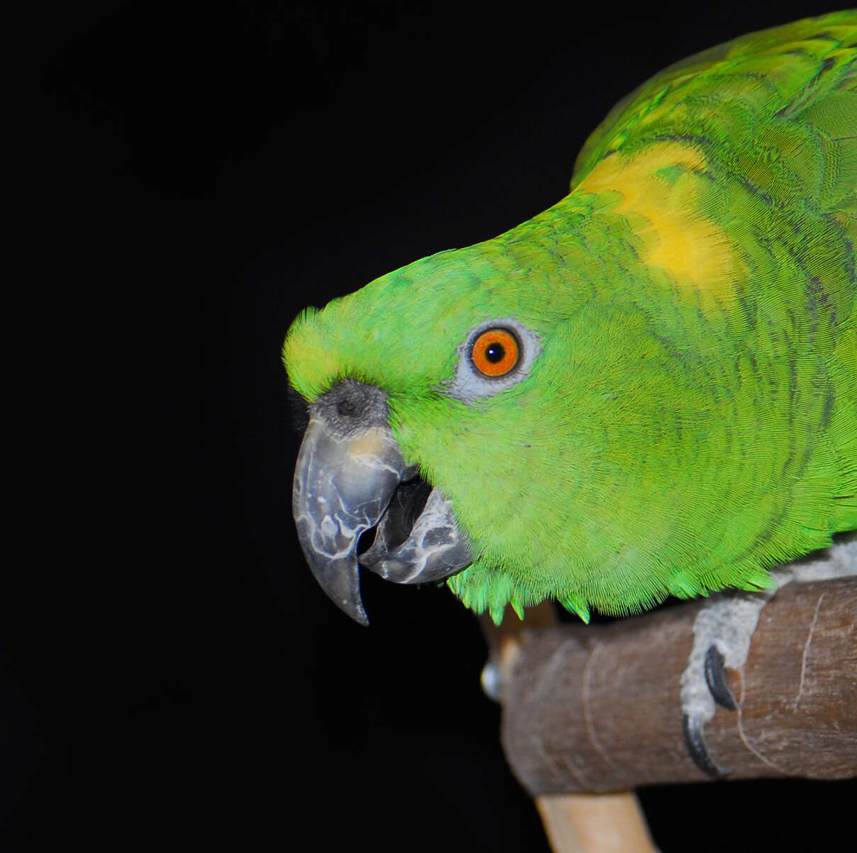 Image of Yellow-naped Amazon