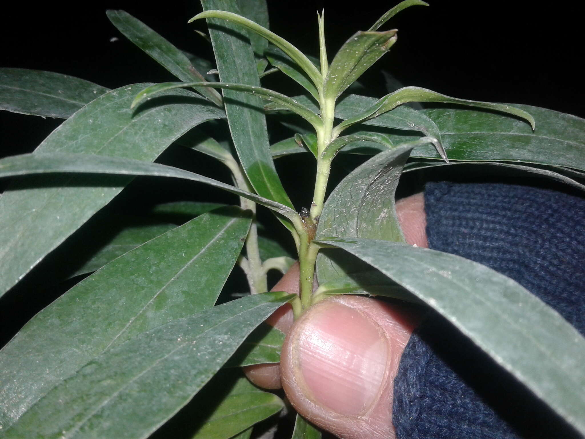 Image of long-leaved pimelea