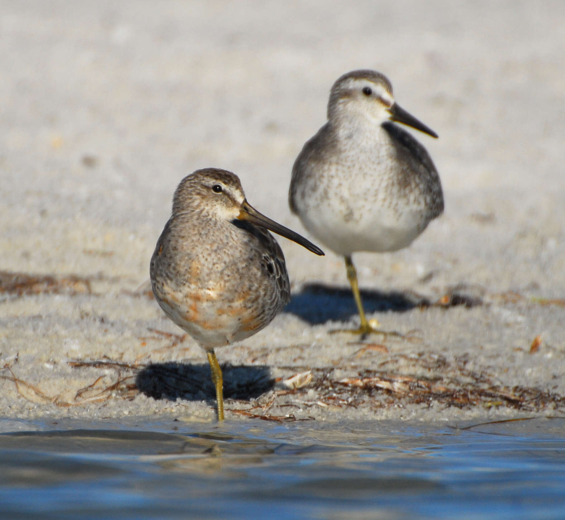 Image of Short-billed Dowitcher