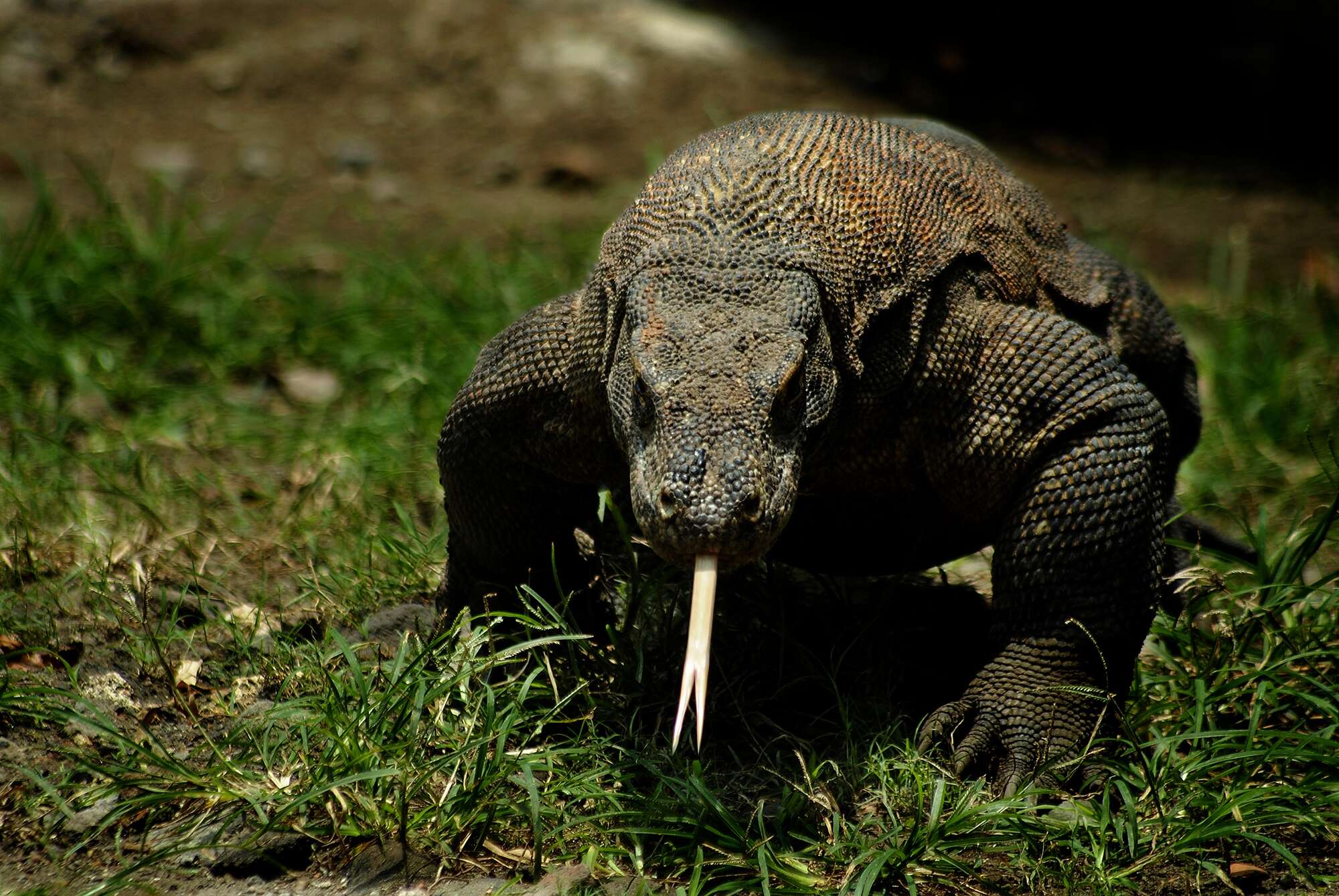 Image of Komodo Dragon