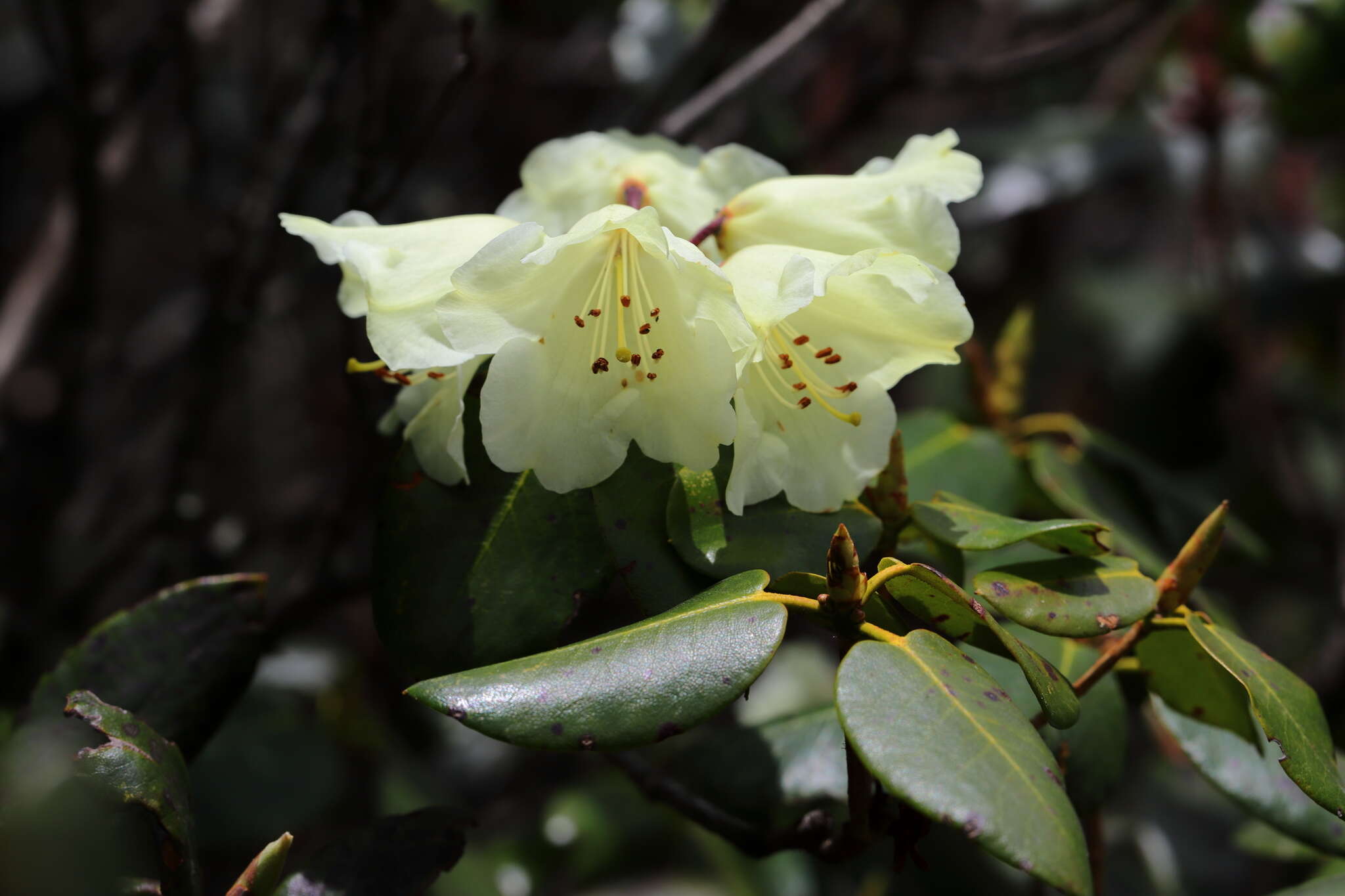 Imagem de Rhododendron campylocarpum Hook. fil.