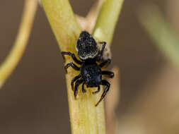 Image of Heliophanus chovdensis Prószyński 1982