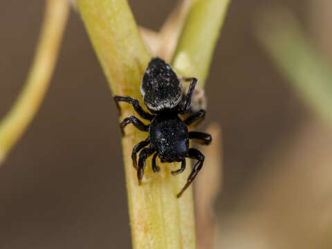 Image of Heliophanus chovdensis Prószyński 1982