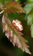 Image of Cryptocephalus mutabilis F. E. Melsheimer 1847