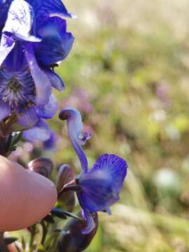 Image of Manchurian monkshood