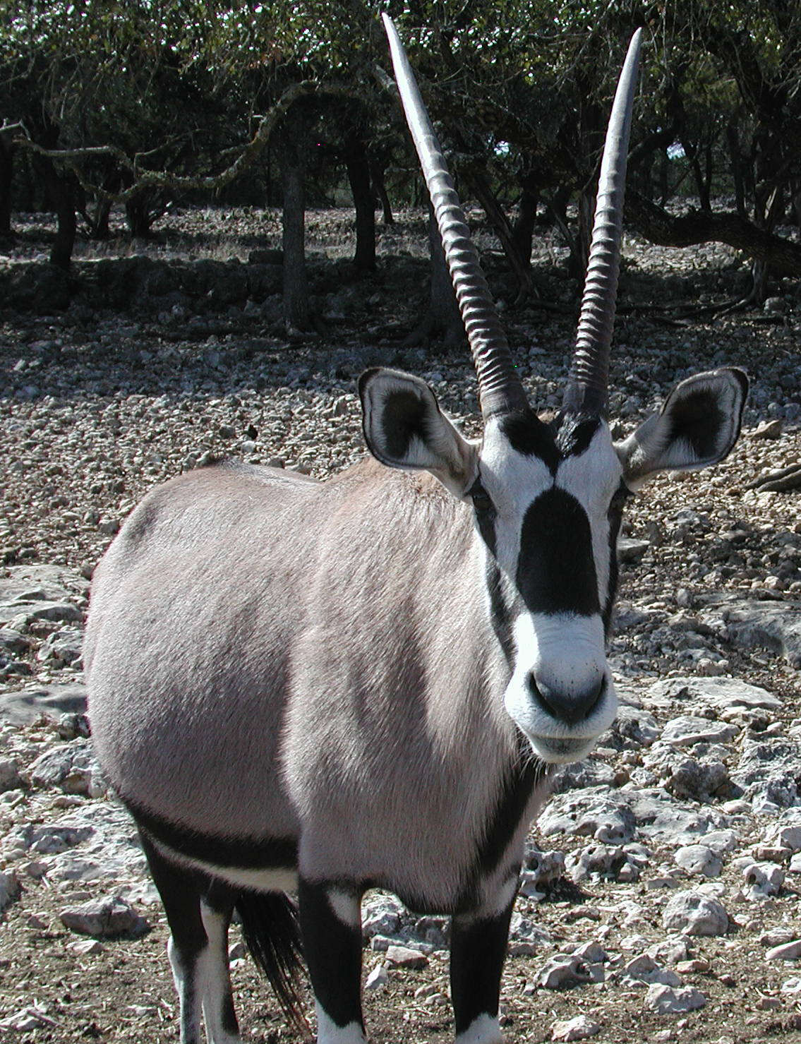 Image of Gemsbok