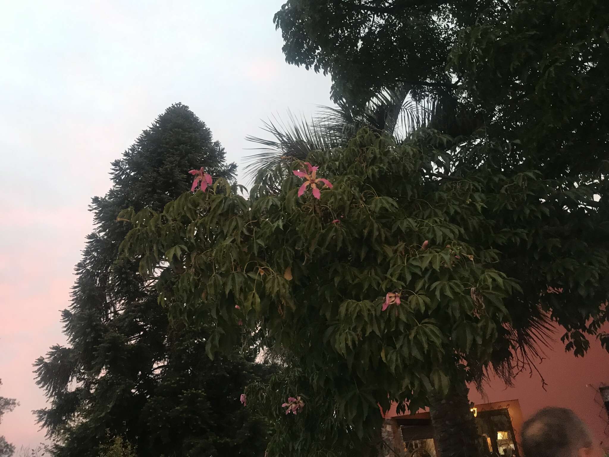 Image of Ceiba speciosa (A. St.-Hil., A. Juss. & Cambess.) P. Ravenna