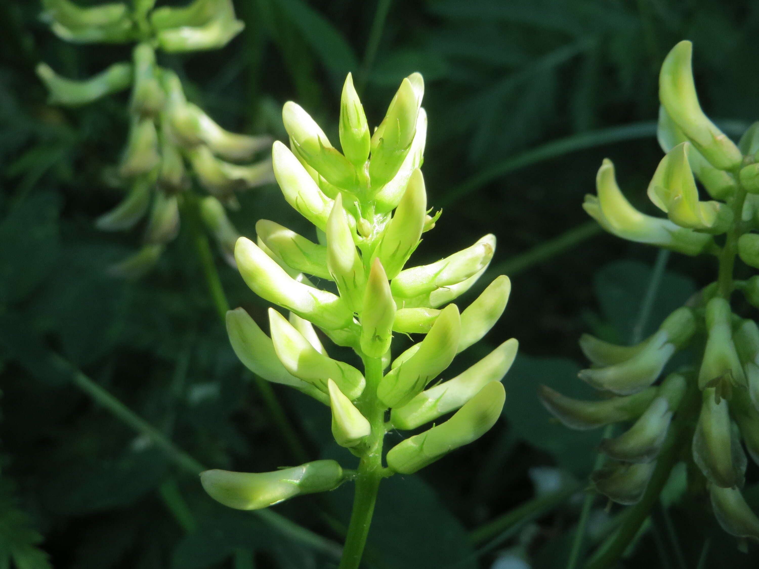 Image of licorice milkvetch