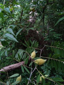 Imagem de Pongamiopsis