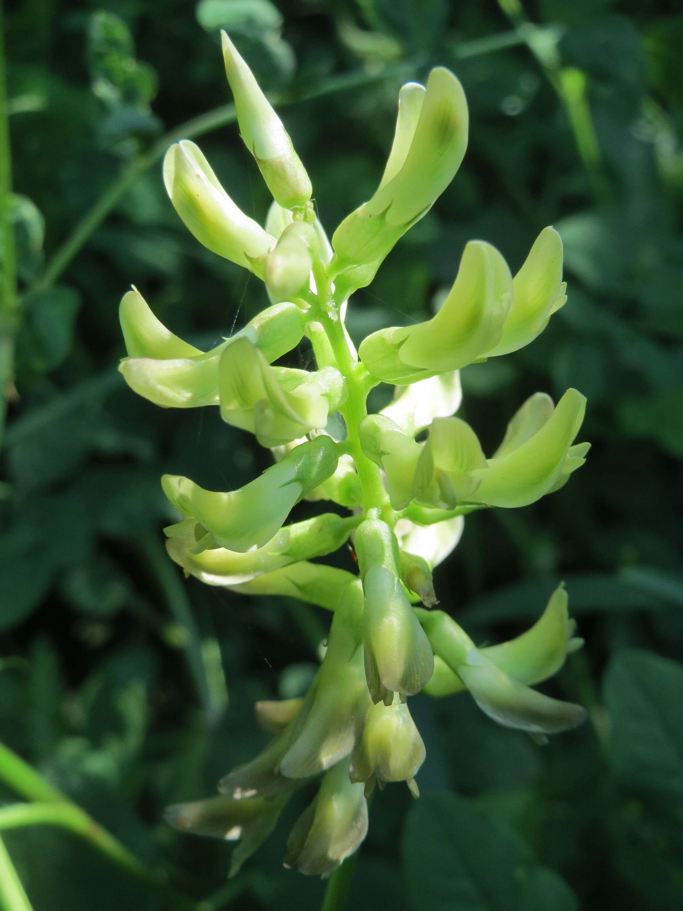 Image of licorice milkvetch