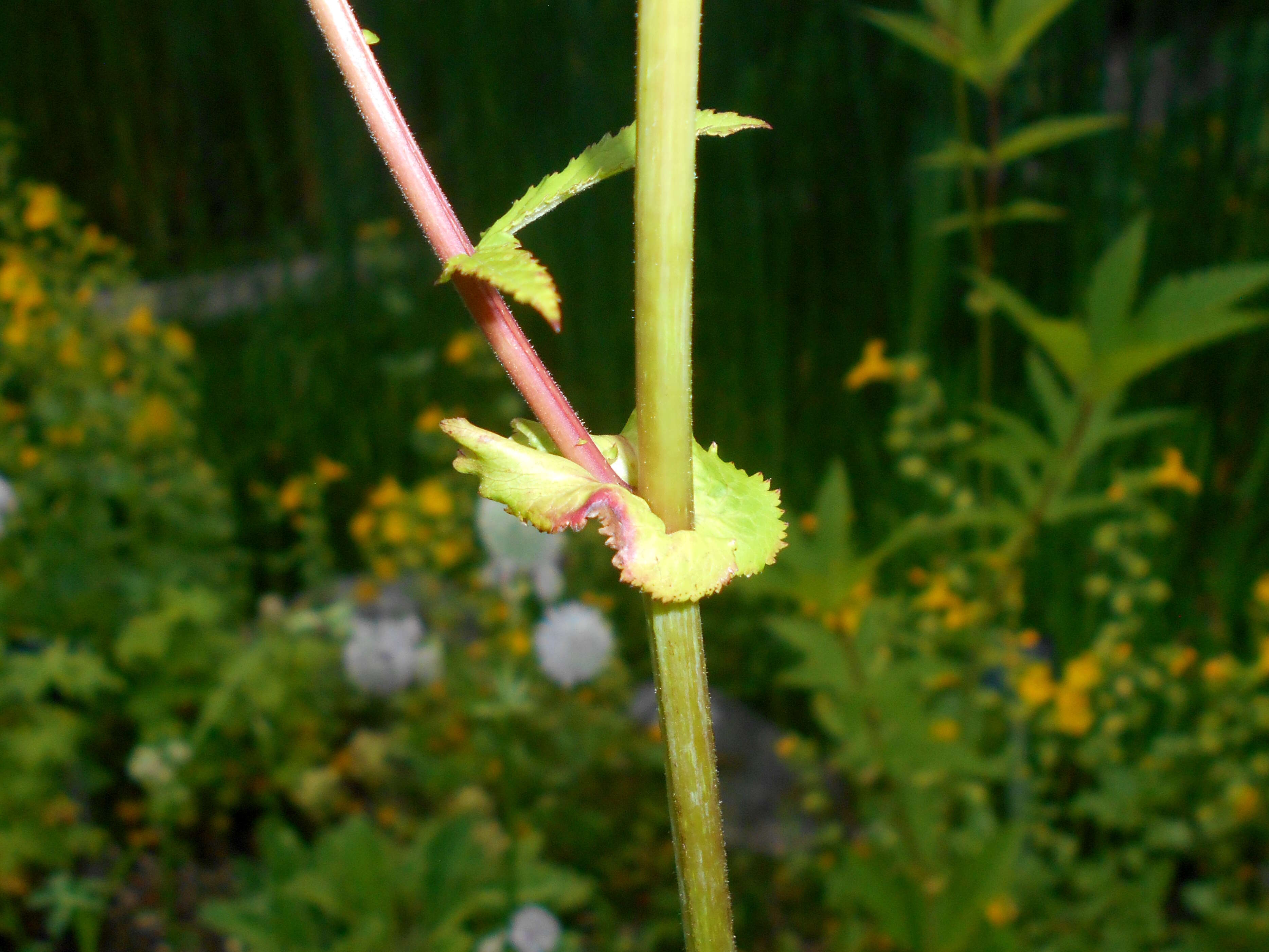 Image of queen of the prairie