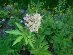 Image of queen of the prairie