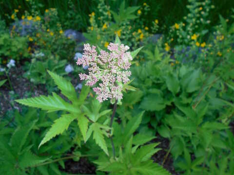 Image of queen of the prairie