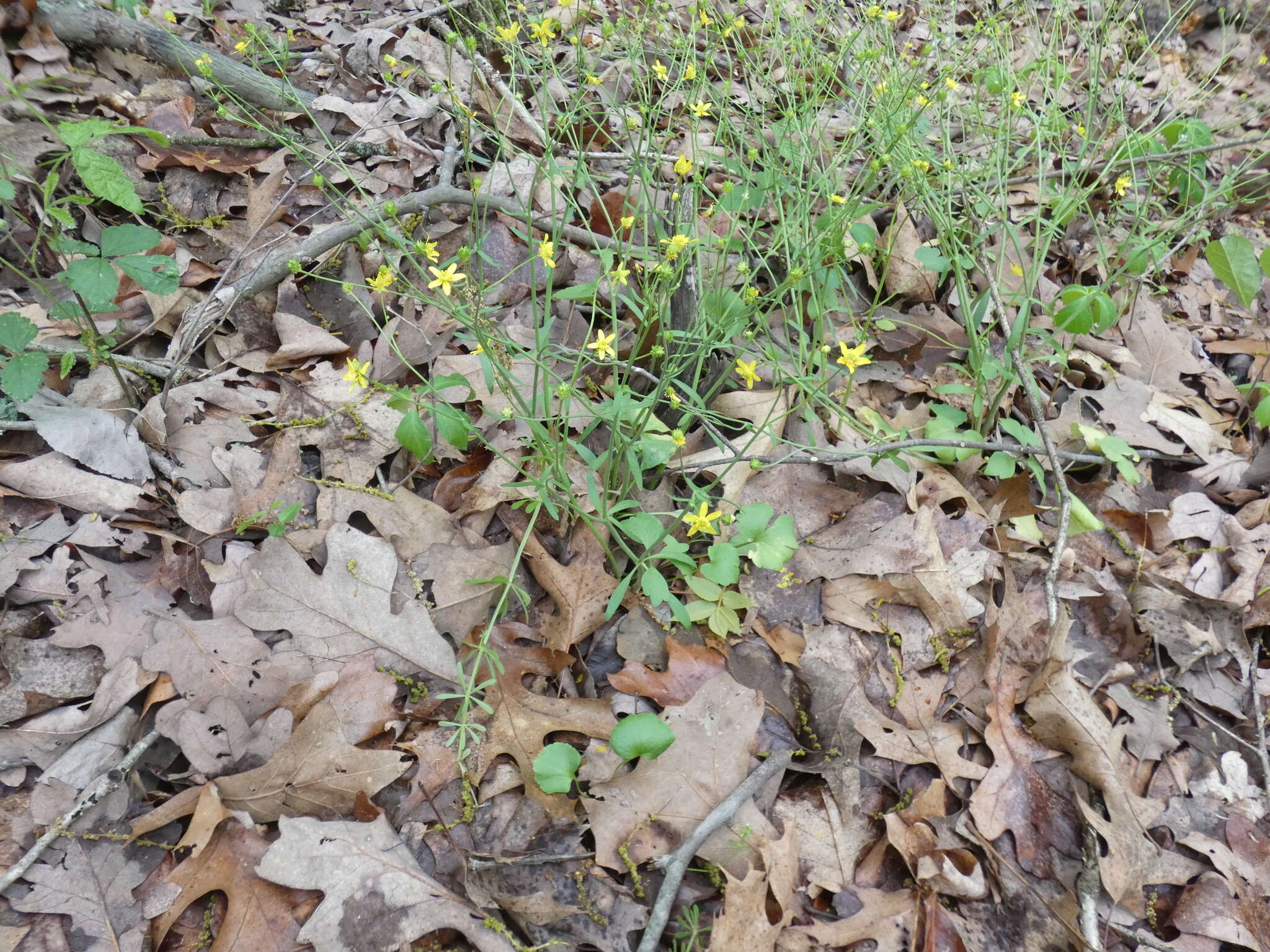 Ranunculus harveyi (A. Gray) Greene的圖片