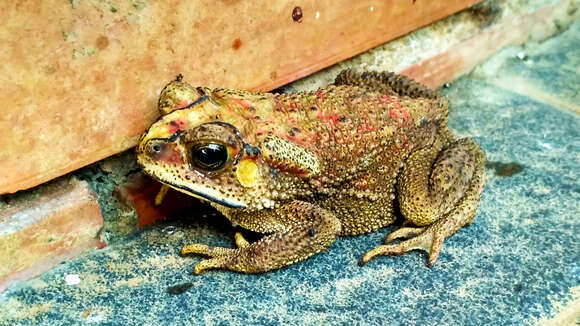 Image of Asian black-spined toad