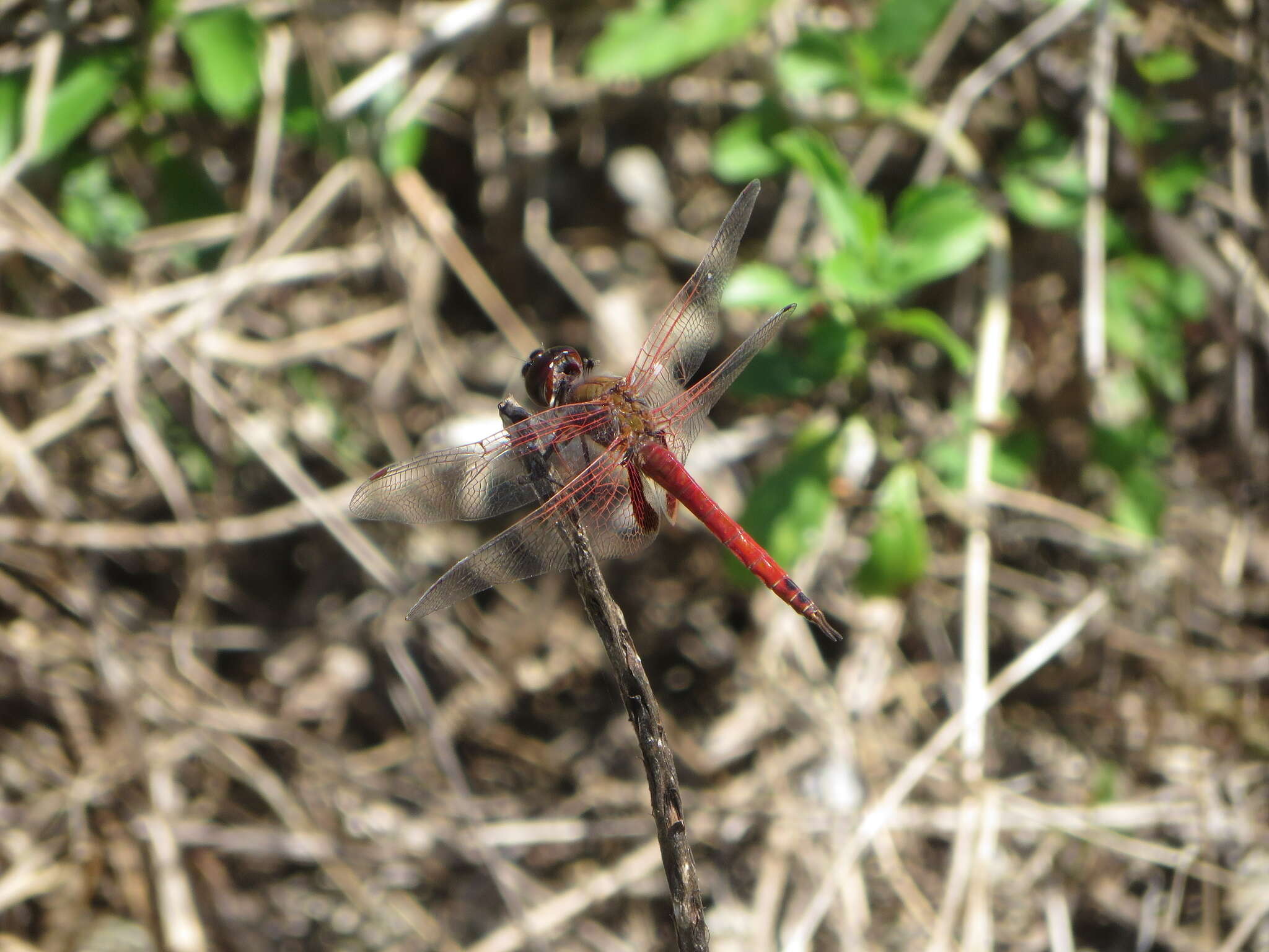 Tramea insularis Hagen 1861 resmi