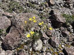 Chondrilla chondrilloides (Ard.) Karsten resmi