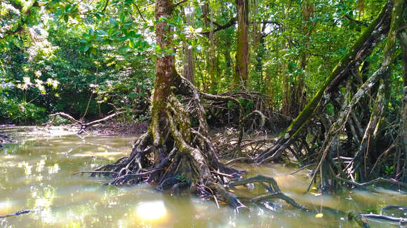 Image of Long-style stilt mangrove