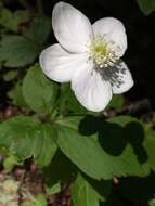 Imagem de Anemonastrum deltoideum (Hook.) Mosyakin