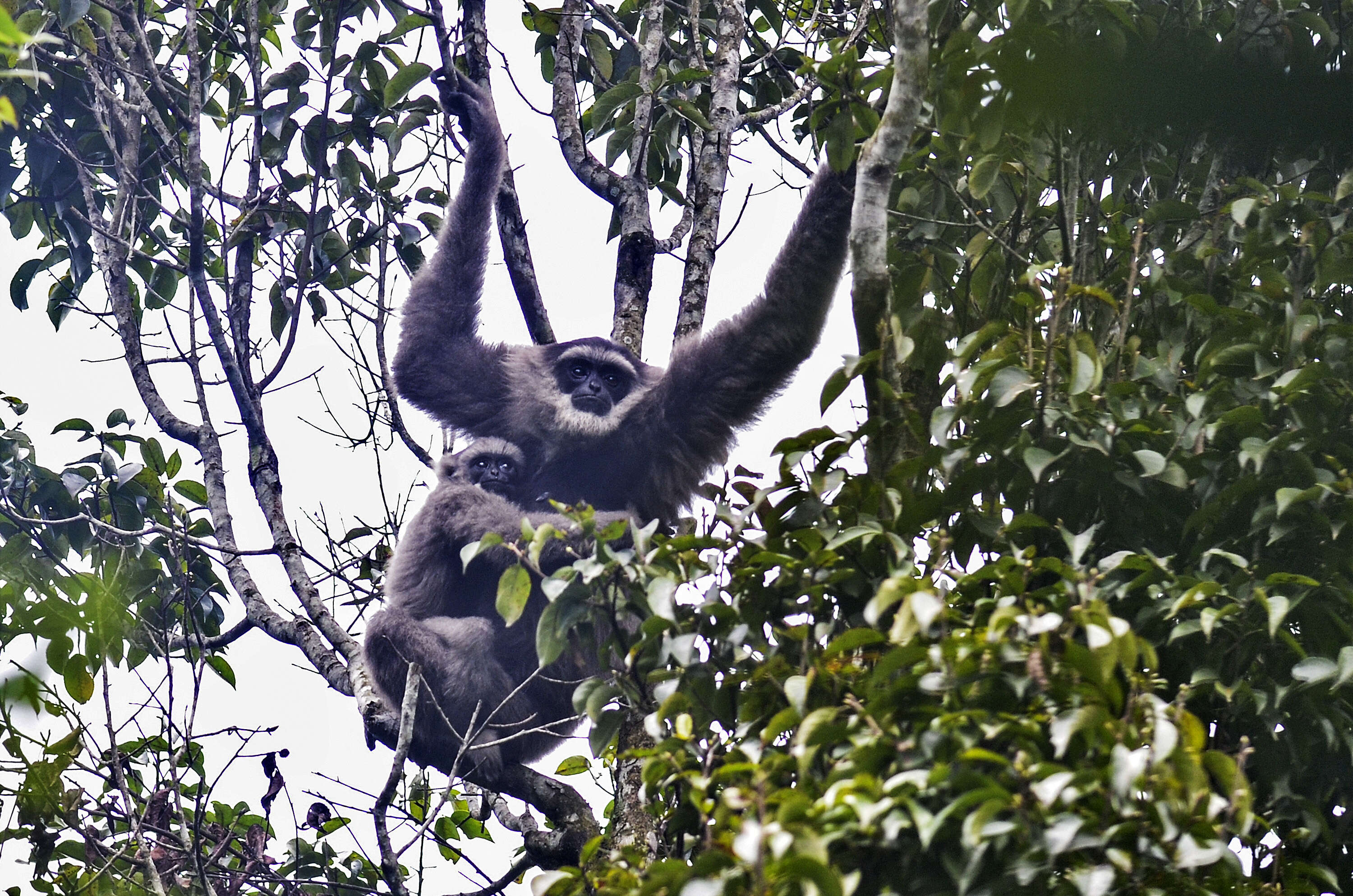 Image of silvery gibbon